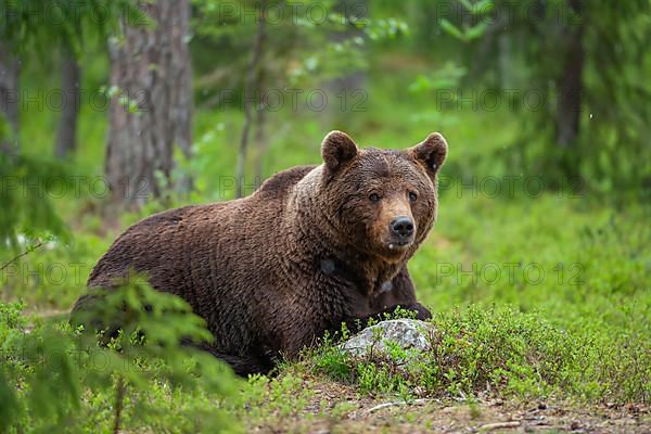 European brown bear