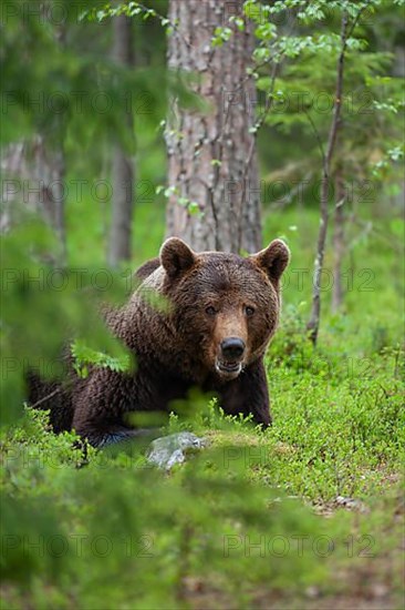 European brown bear