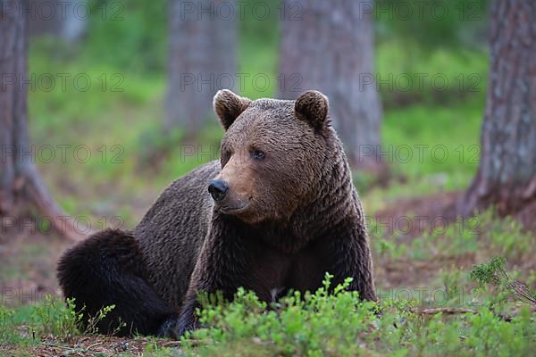 European brown bear