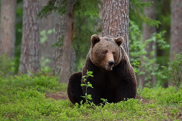 European brown bear