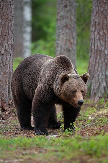 European brown bear