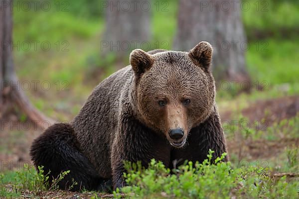 European brown bear