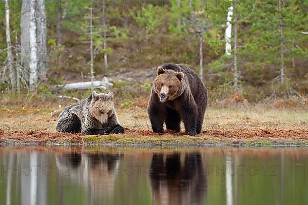 European brown bear