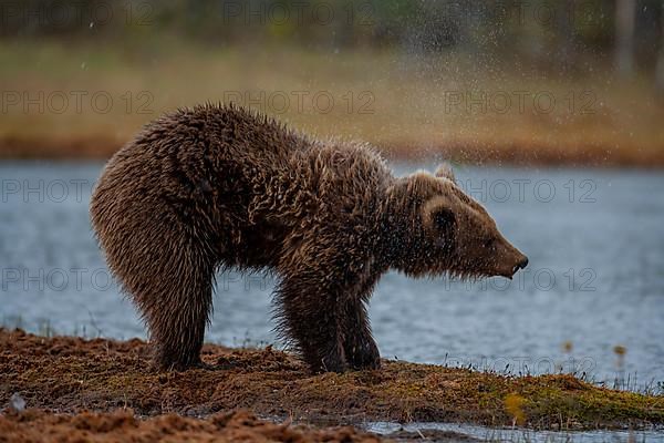 European brown bear