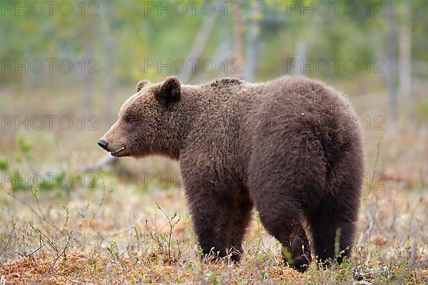 European brown bear