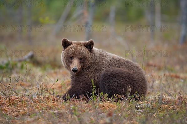 European brown bear