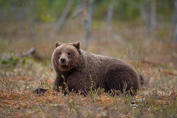 European brown bear