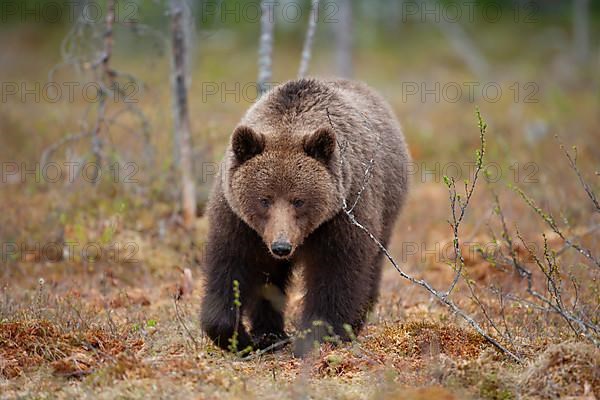 European brown bear