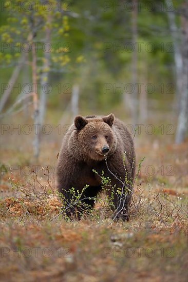 European brown bear