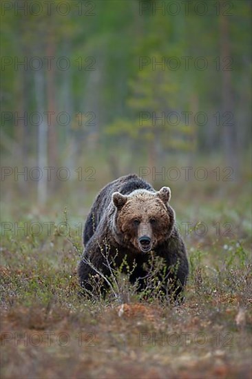 European brown bear