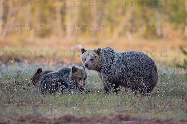 European brown bear