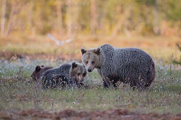 European brown bear