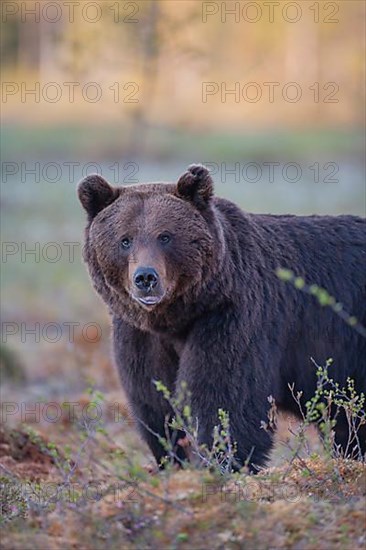 European brown bear