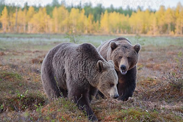 European brown bear