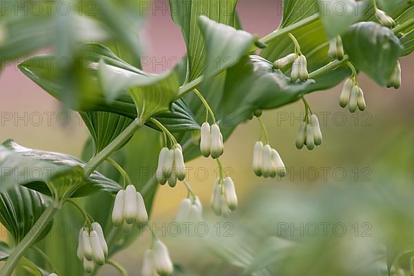 Solomon's seal