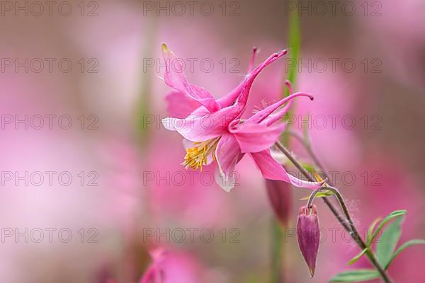 European columbine