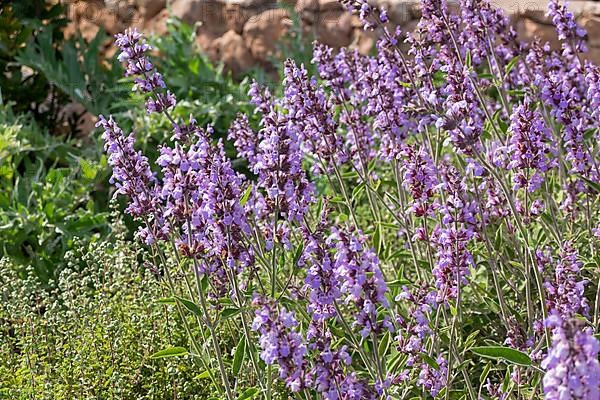 Flowering common sage