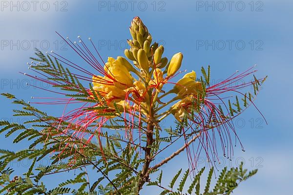 Bird of Paradise Bush