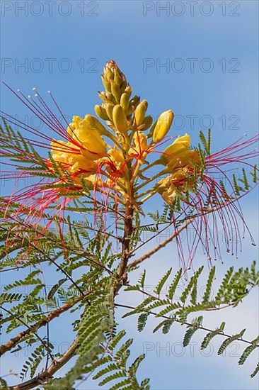 Bird of Paradise Bush