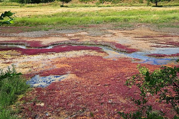 The salt marshes or salt springs near Suelldorf support a unique flora. Suelzetal