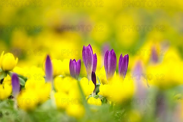 First crocuses