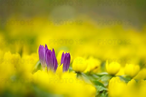 First crocuses