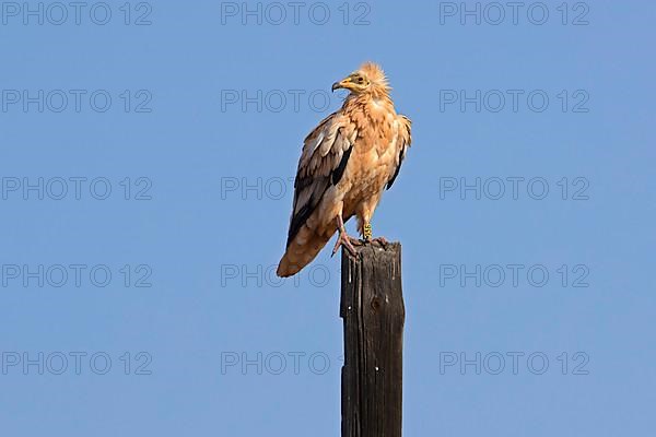 Egyptian vulture