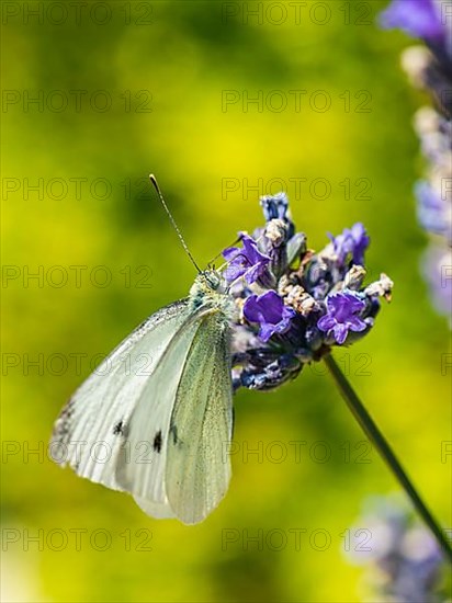 Large White