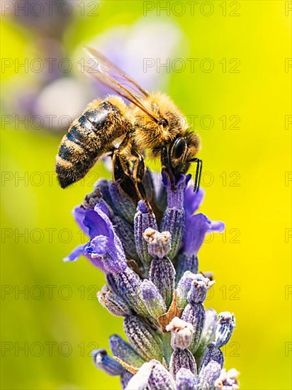 European Honey Bee