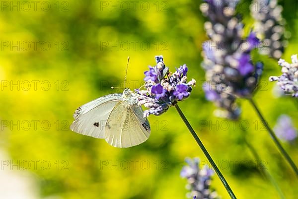 Large White