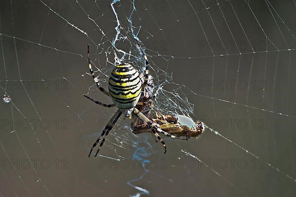 Wasp spider