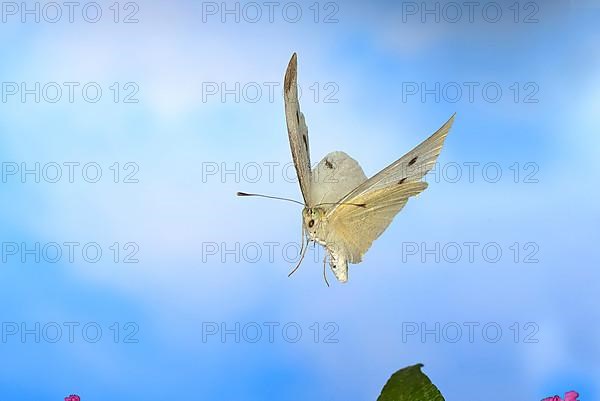 Cabbage butterfly