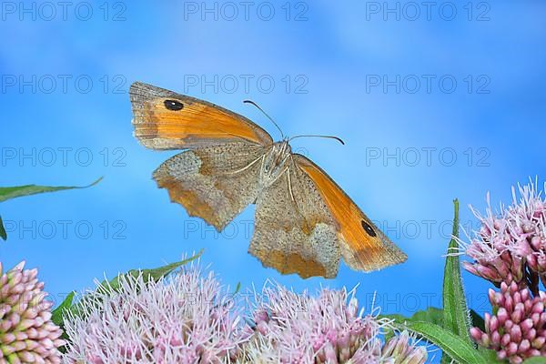 Meadow brown