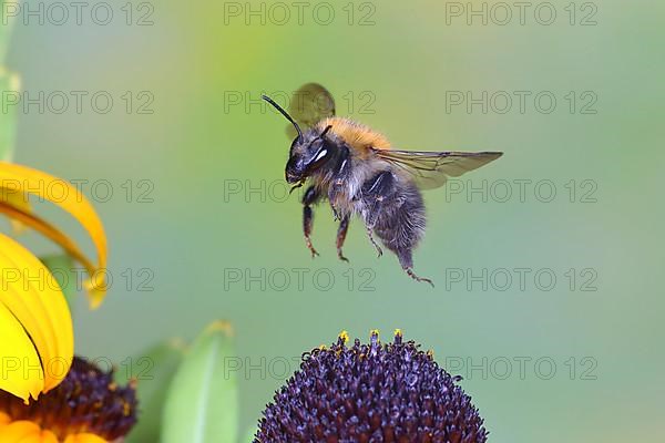 Common carder-bee