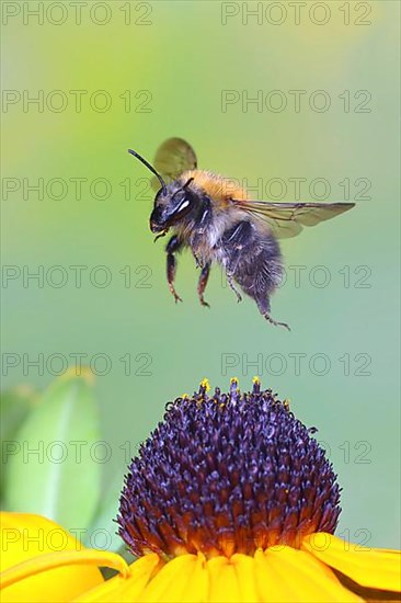 Common carder-bee