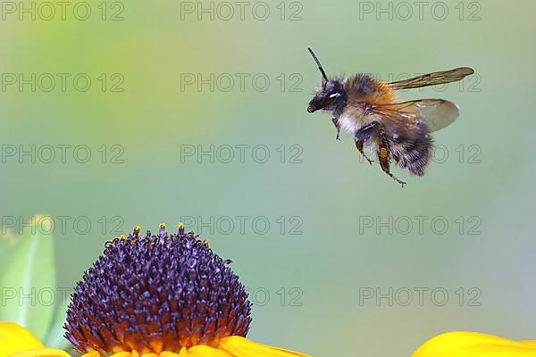 Common carder-bee