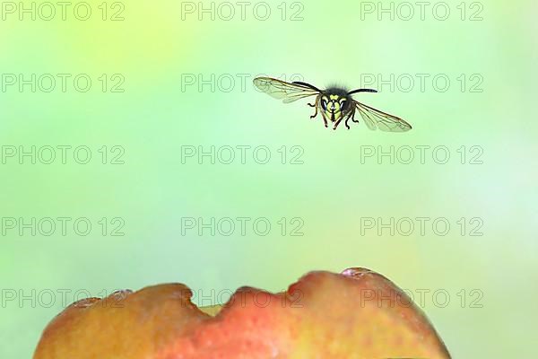 Common wasp