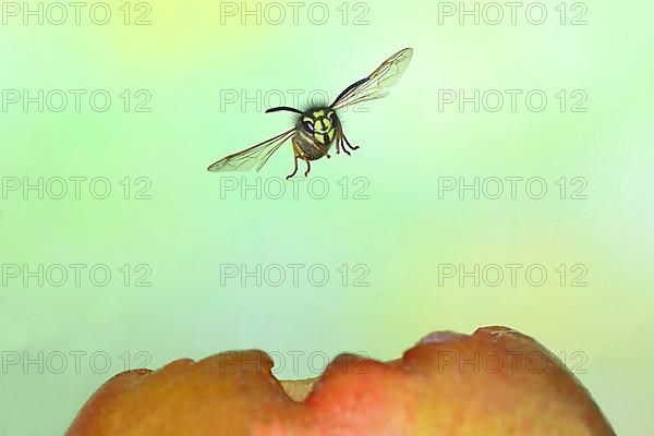 Common wasp