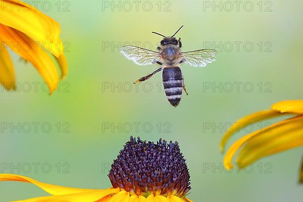 Common carder-bee