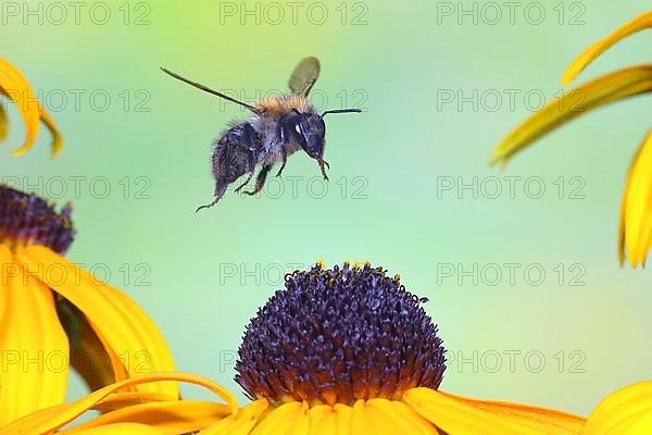 Common carder-bee