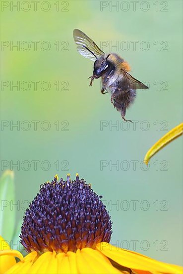 Common carder-bee