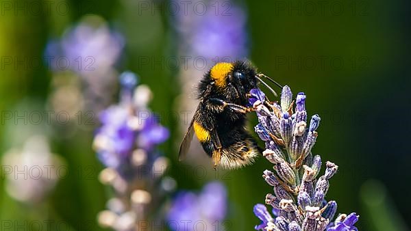 Buff-tailed Bumblebee