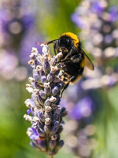 Buff-tailed Bumblebee