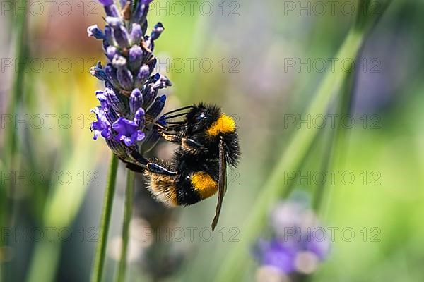 Buff-tailed Bumblebee