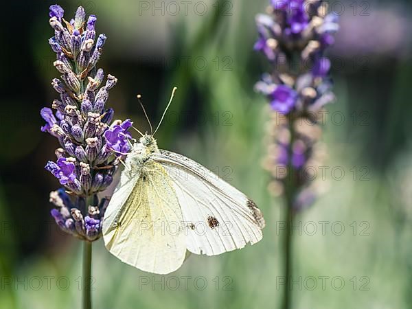 Large White