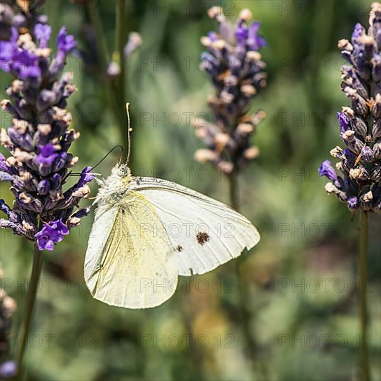 Large White