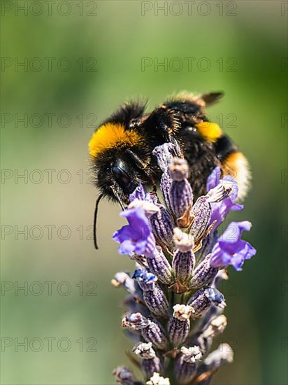 Buff-tailed Bumblebee