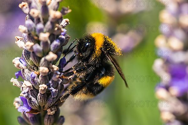 Buff-tailed Bumblebee