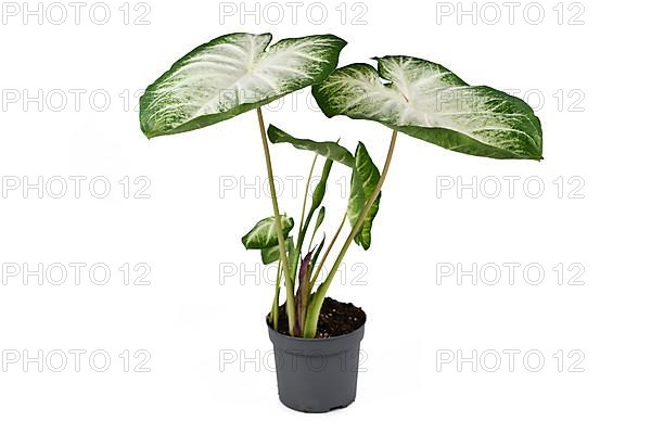 Exotic 'Caladium Aaron' houseplant with white and green large leaves in flower pot isolated on white background
