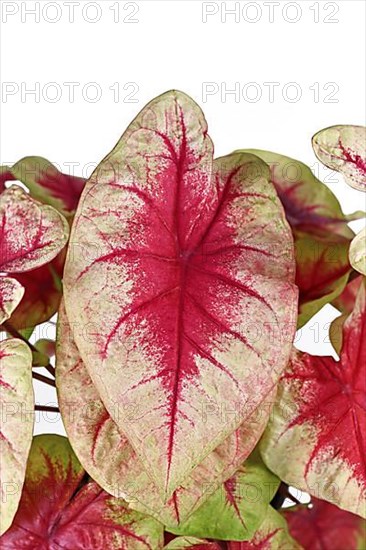 Close up of pink leaf of exotic 'Caladium Lemon Blush' houseplant on white background